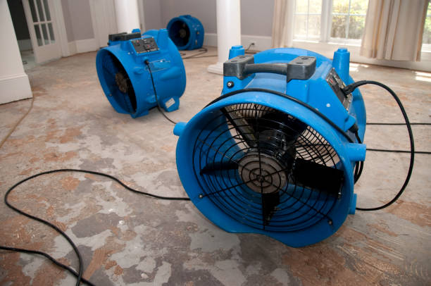 Best Professional water damage repair  in St George, SC